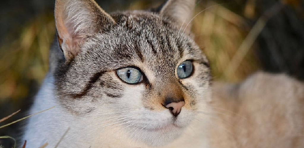 How to Get Cats to Stop Kneading A Detailed Guide (2024)