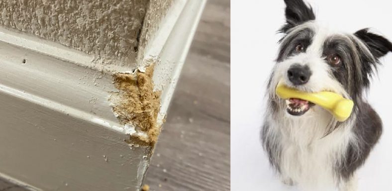 How to Fix Baseboard Corner Dog Chewed