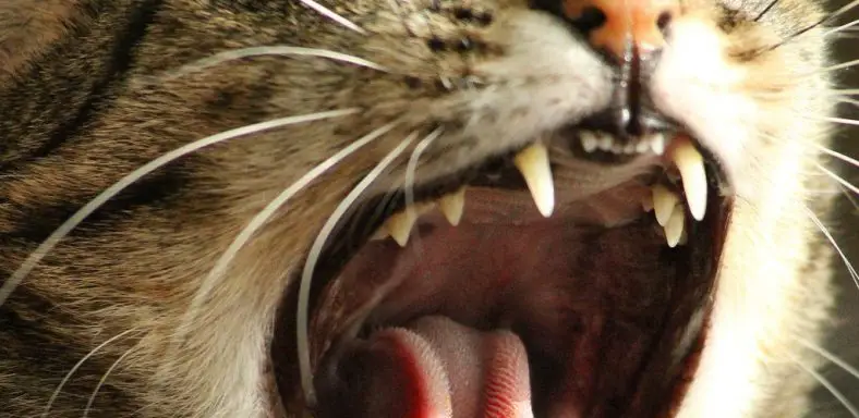 How to Keep Cats Teeth Clean Without Brushing
