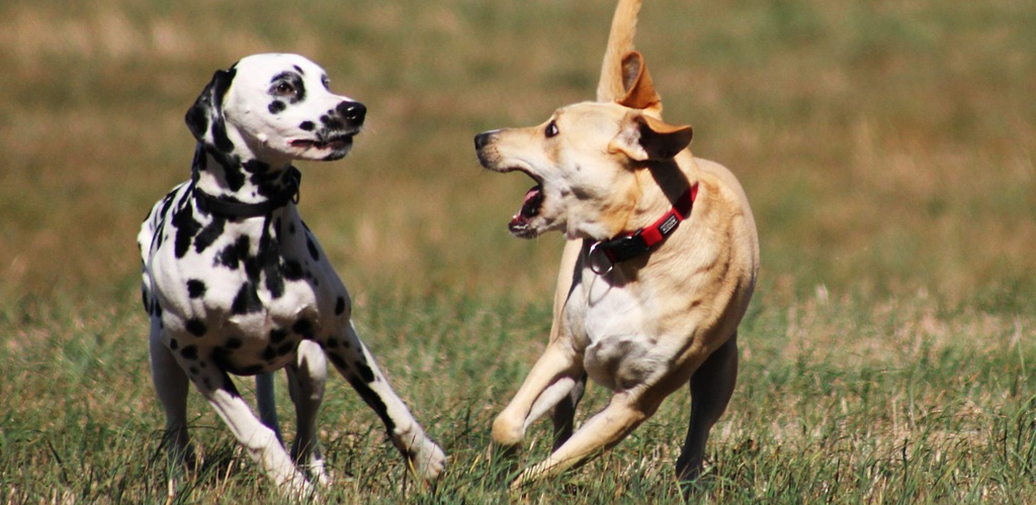 How to Stop Dog Playing Too Rough 10 Effective Ways (2024)
