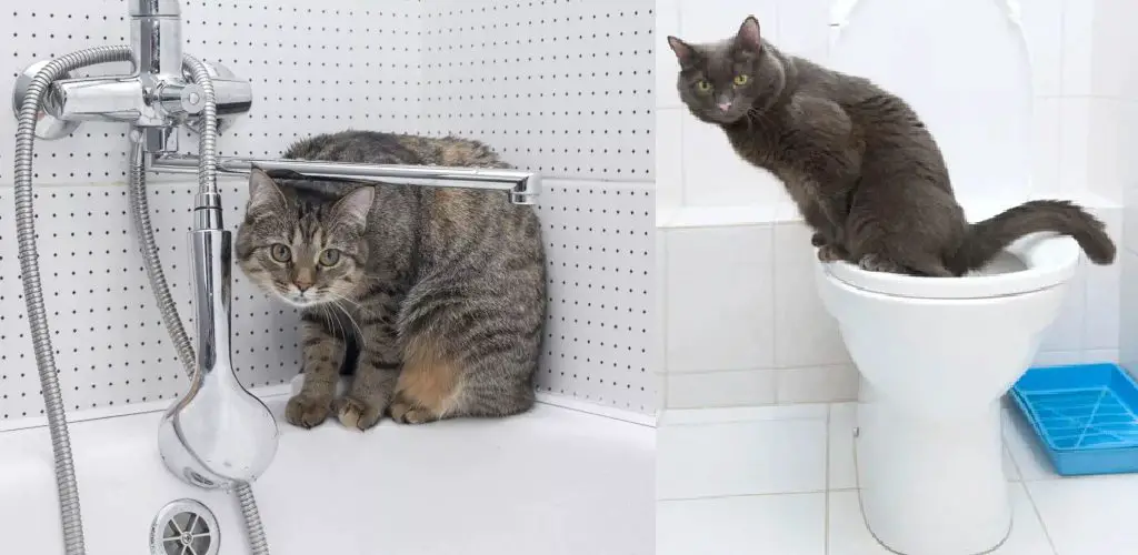 how to stop cat from pooping in bathtub