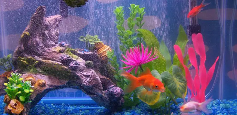 How to Treat Well Water for Aquarium