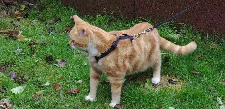 How to Tell if Cat Collar Is Too Small
