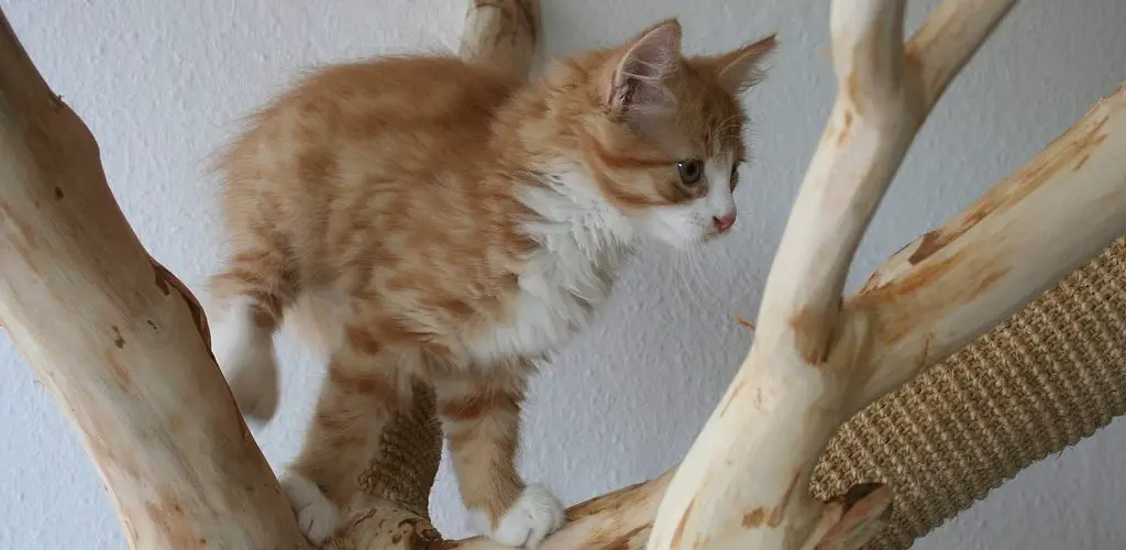 How to Stop a Cat From Climbing