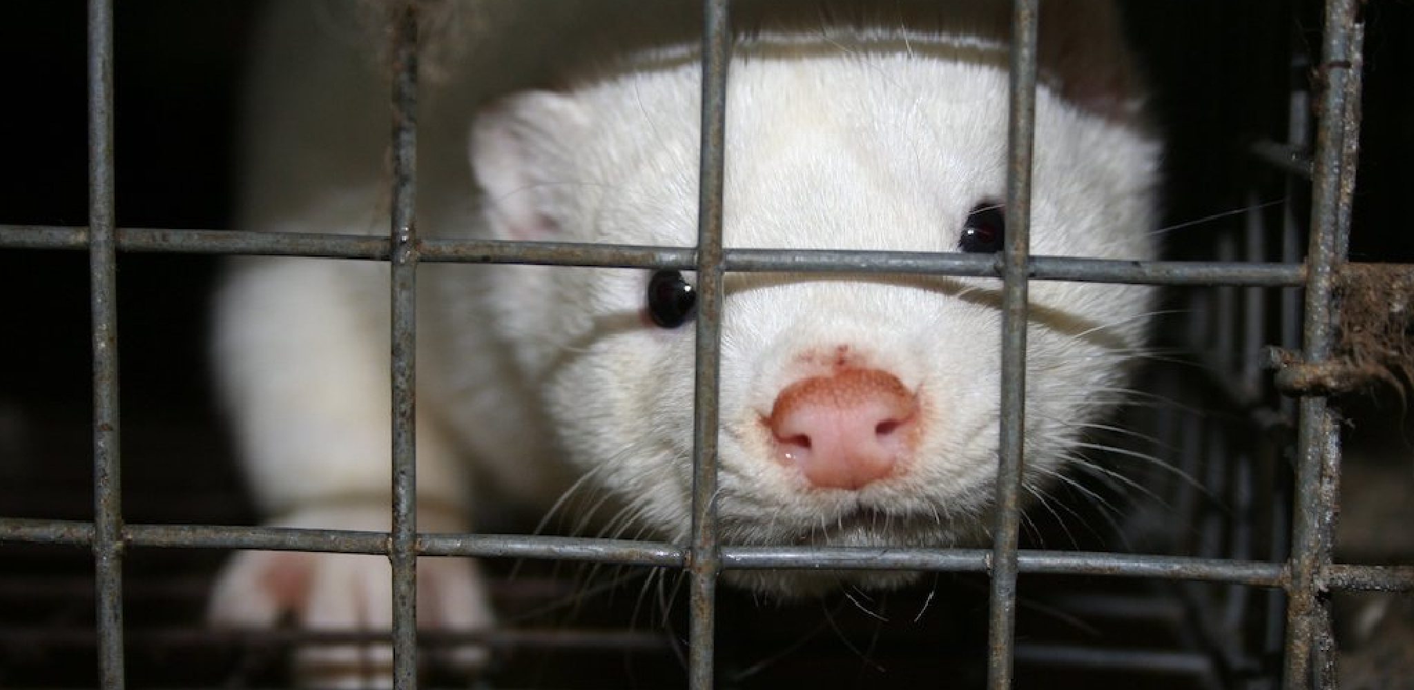 How to Stop a Ferret from Scratching the Cage in 6 Easy Steps (2024)