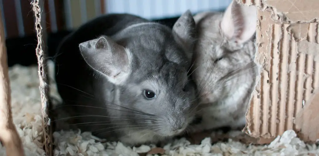How to Groom a Chinchilla
