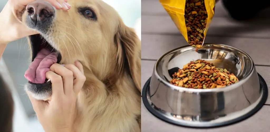 How to Make Sucralfate Slurry for Dogs - Explained in 09 Steps