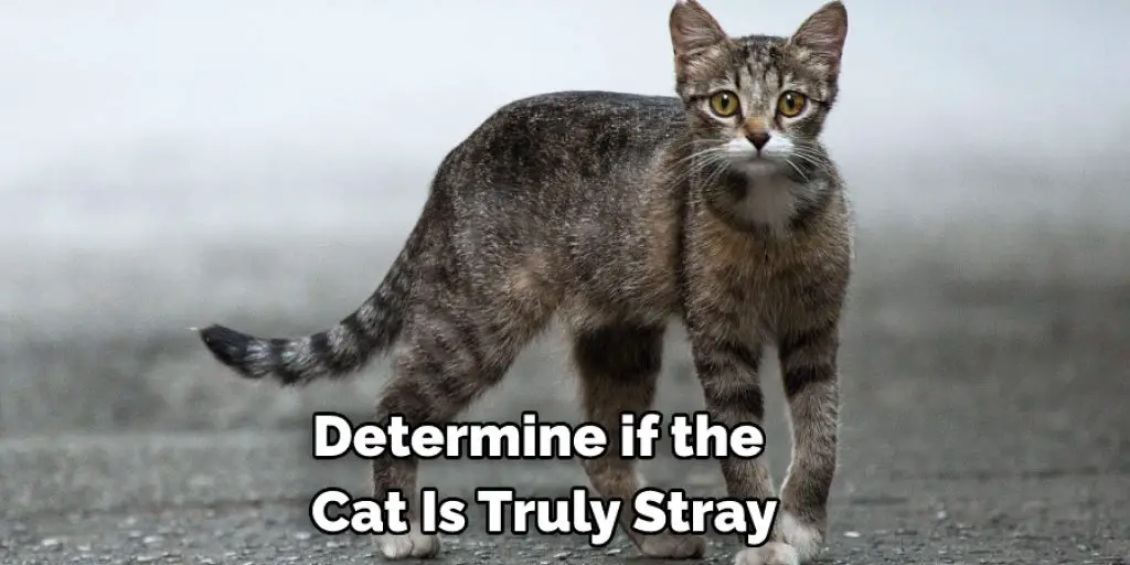  Determine if the  Cat Is Truly Stray