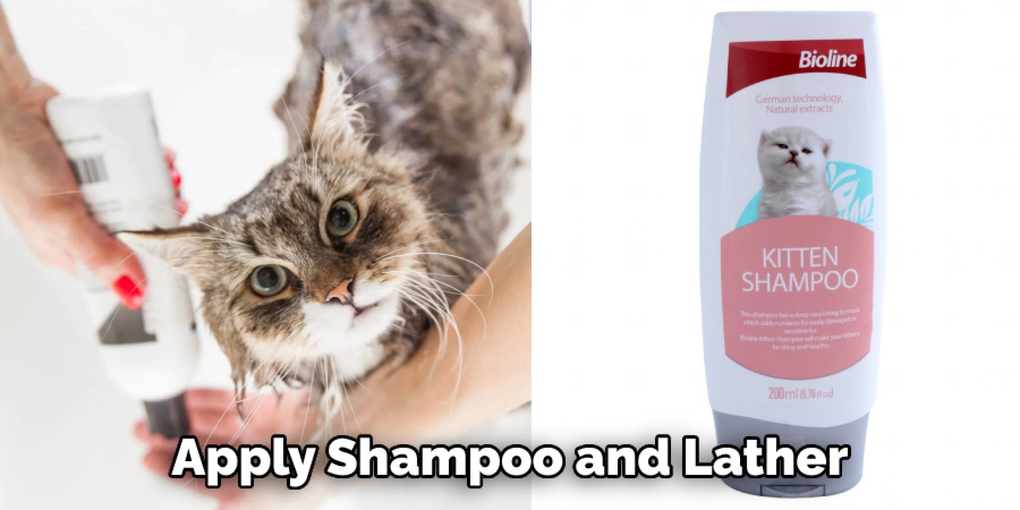How to Wash a Stray Cat 6 Easy Steps to Do it