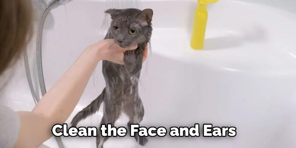 Bathe a Stray Cat