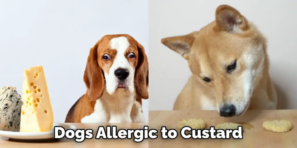 Dogs Allergic to Custard