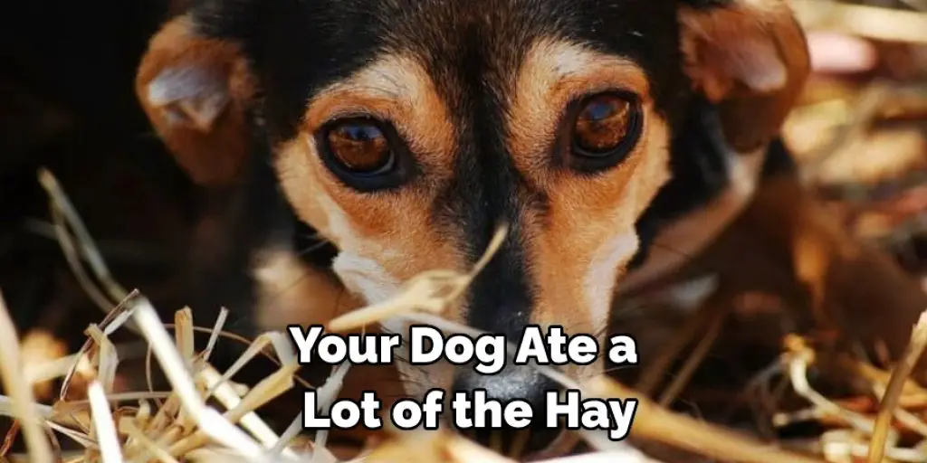 Your Dog Ate a Lot of the Hay
