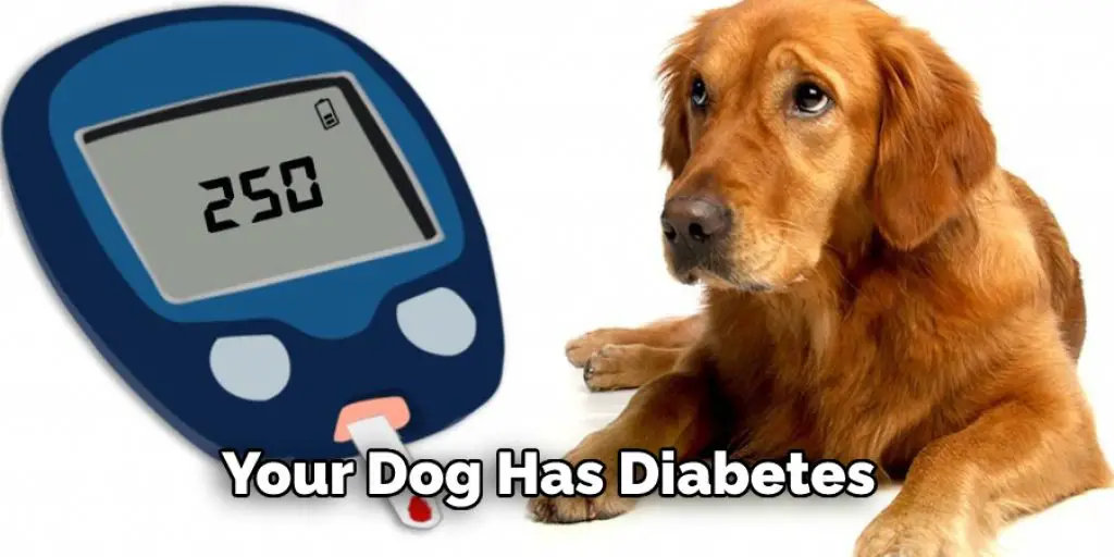 Your Dog Has Diabetes