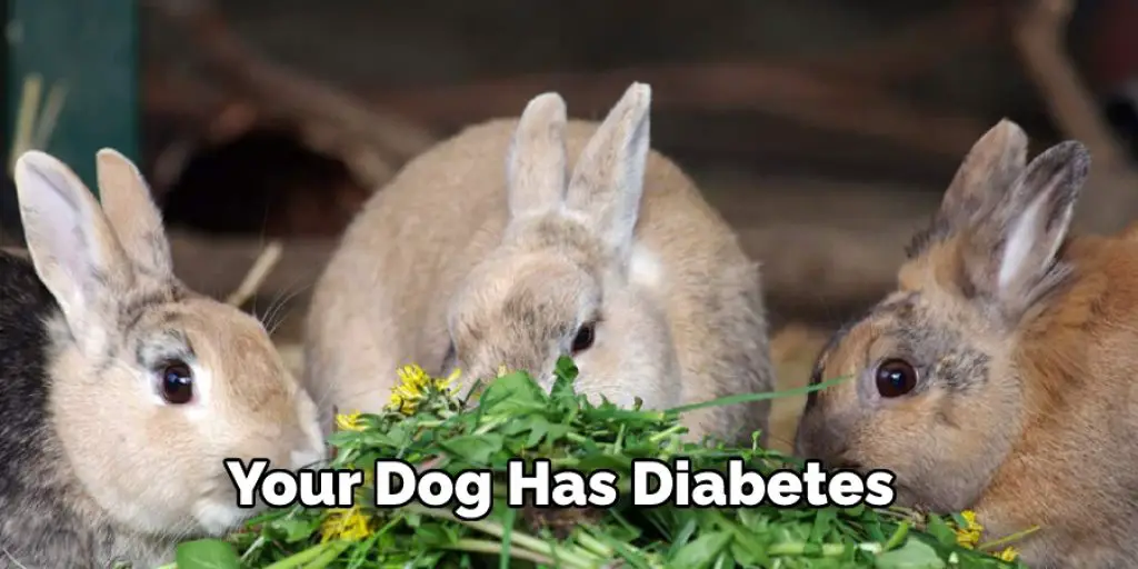  Rabbits Are Herbivores