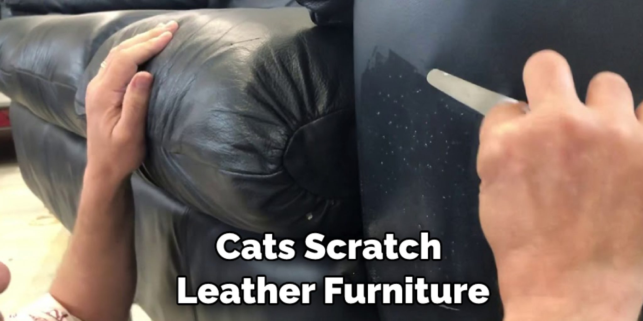 How to Stop Cats From Scratching Leather Furniture 5 Methods