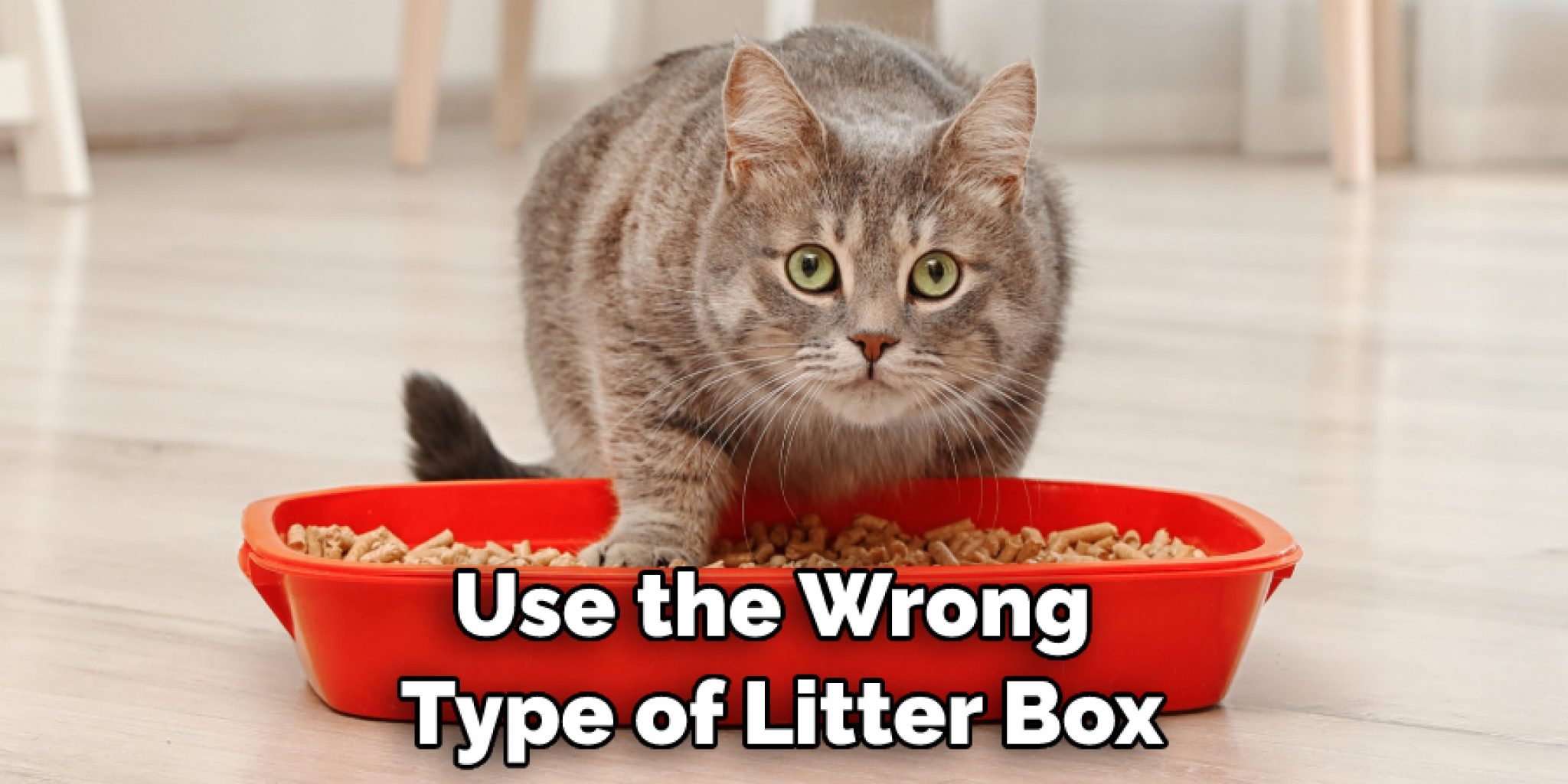 Why Cats Stop Using Litter Box Explained in 13 Steps (2024)