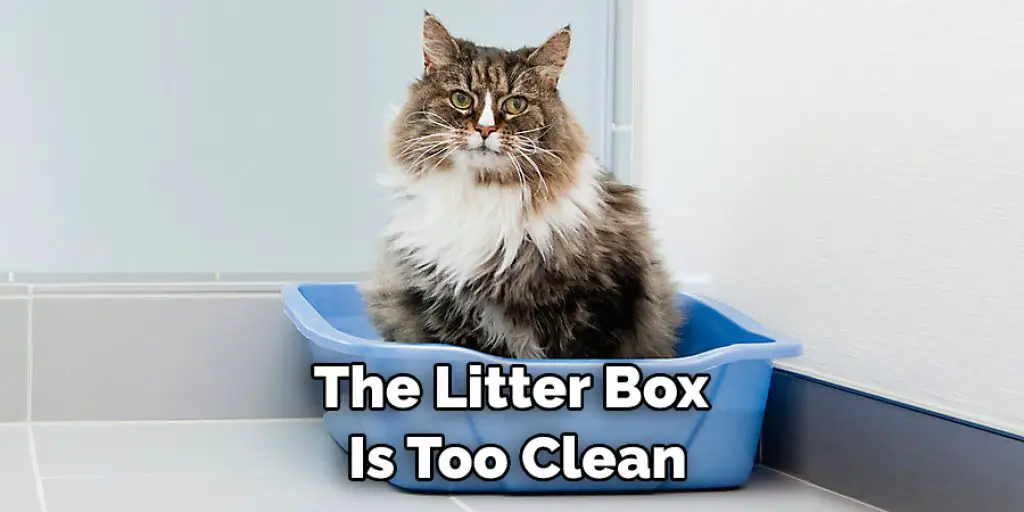 The Litter Box Is Too Clean