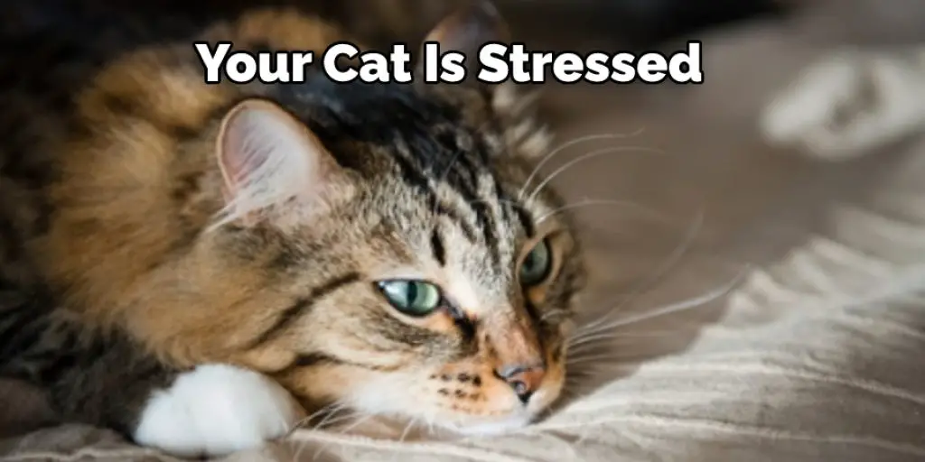 Your Cat Is Stressed