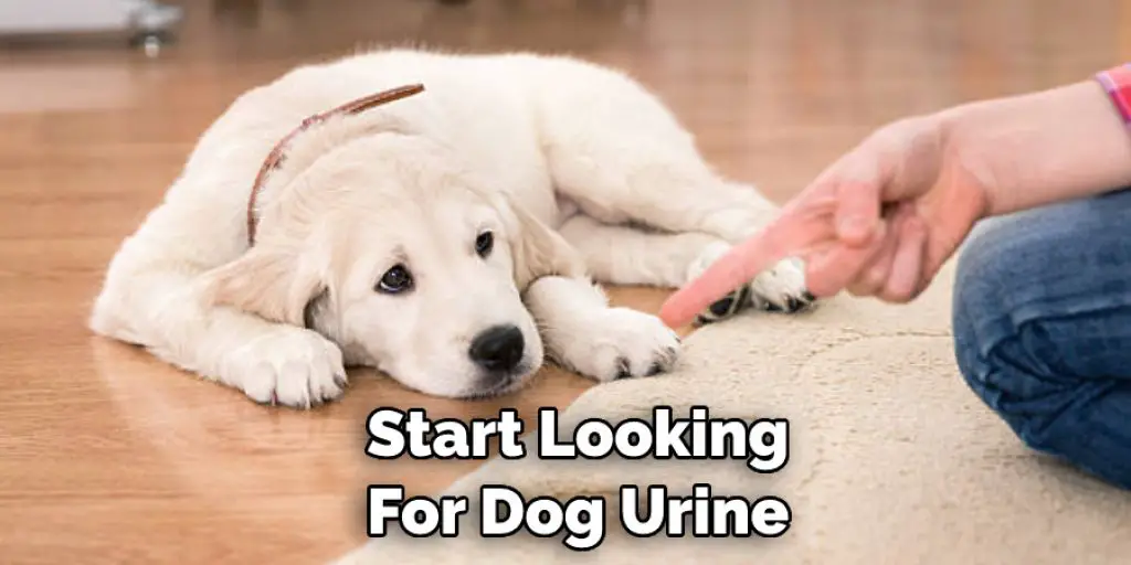 Start Looking For Dog Urine