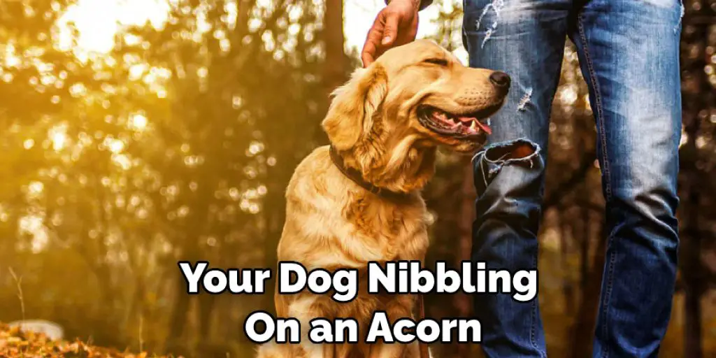 Your Dog Nibbling  On an Acorn