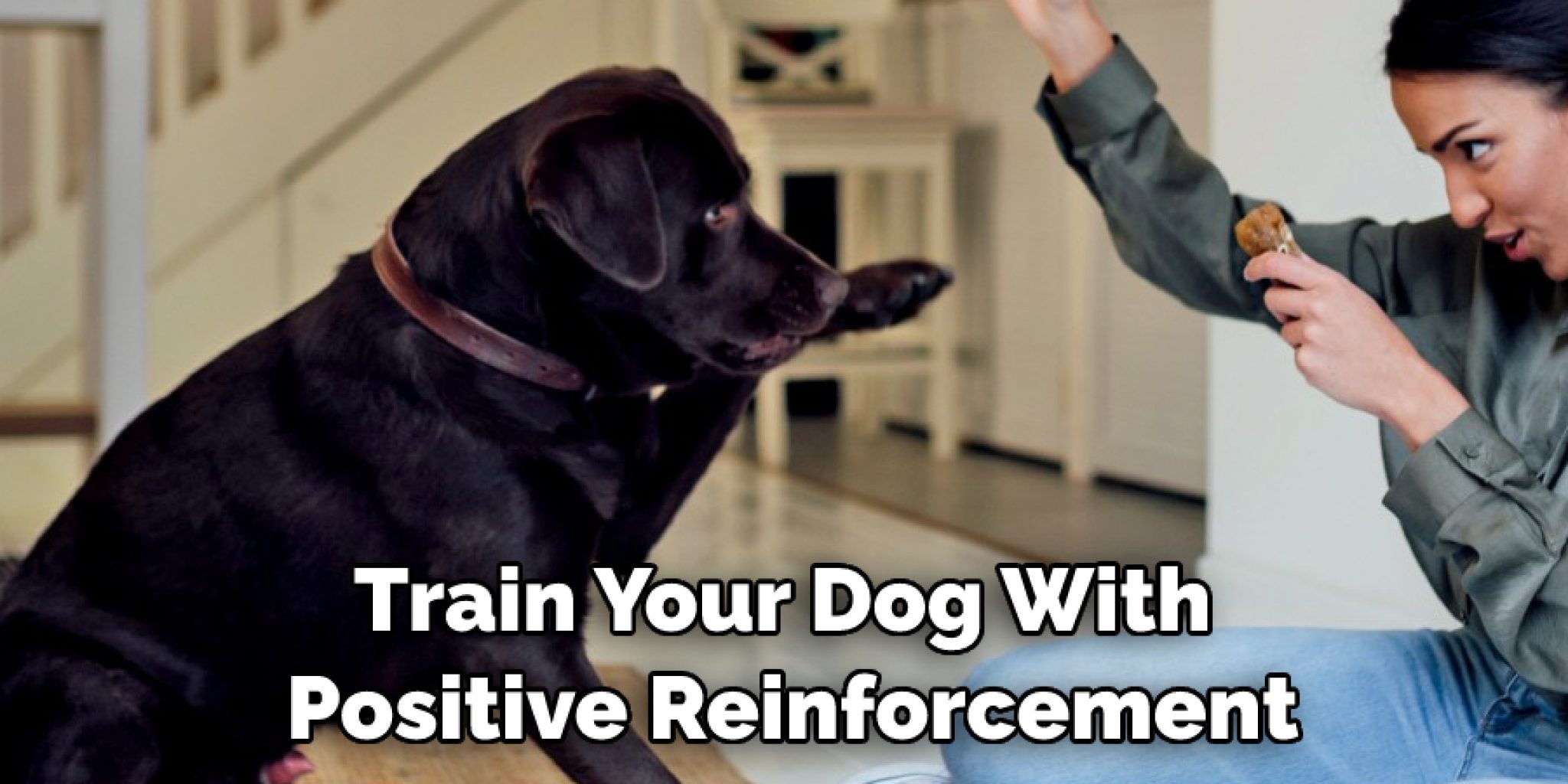 How to Stop Dog From Eating Acorns Explained in 10 Steps (2024)