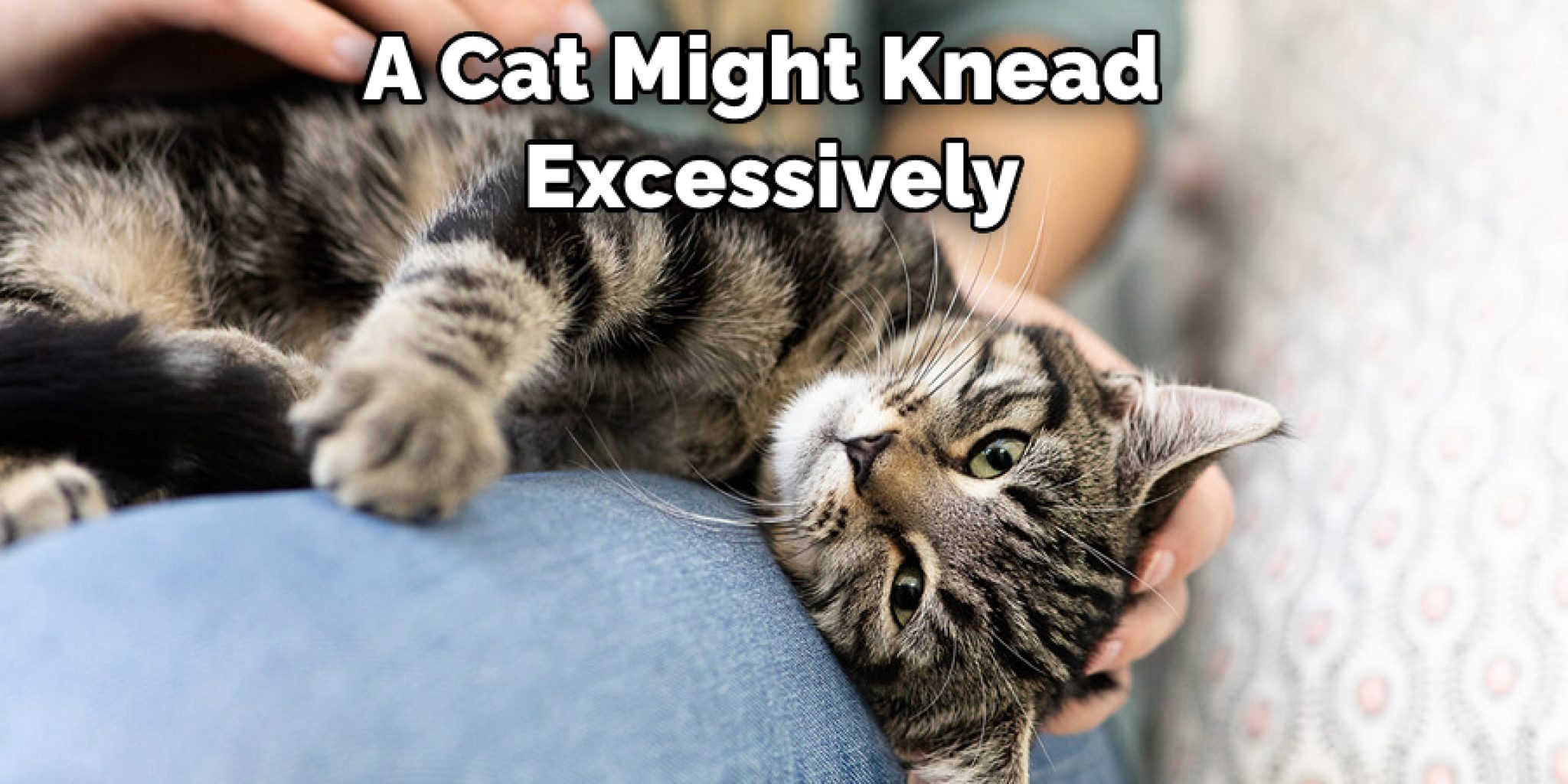 How to Get Cats to Stop Kneading A Detailed Guide (2024)