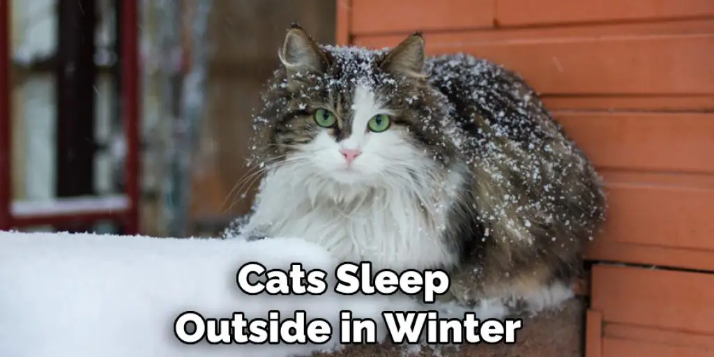 Cats Sleep  Outside in Winter