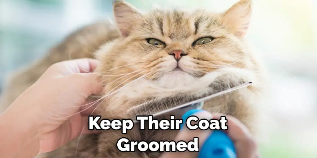 Keep Their Coat Groomed 