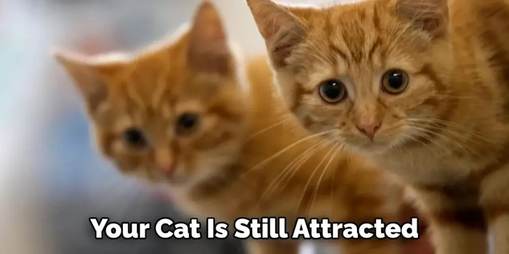 Your Cat Is Still Attracted