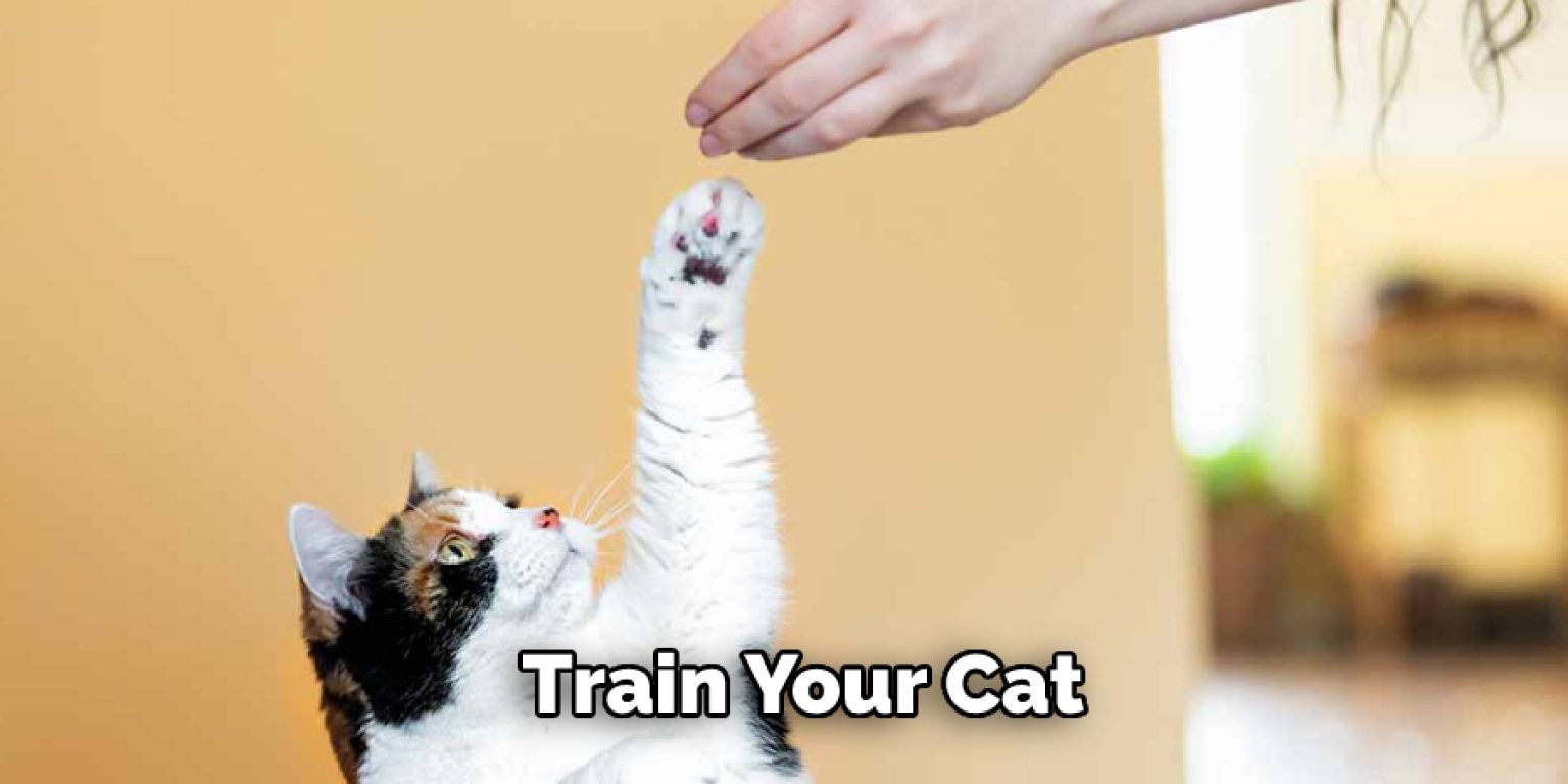 How to Keep Cat Out of 14 Effective Ways (2024)