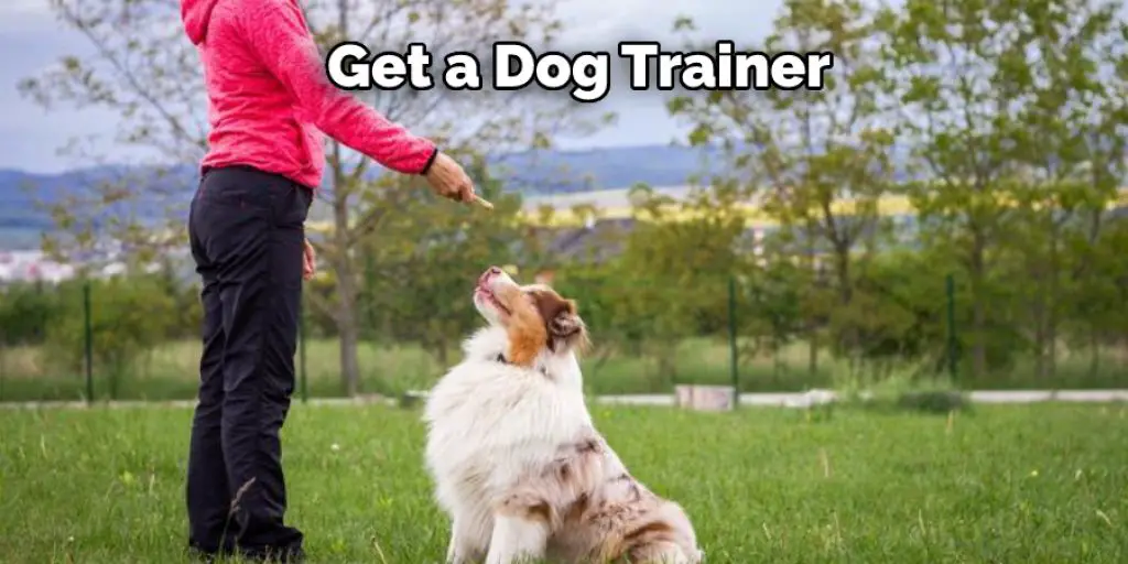 Get a Dog Trainer
