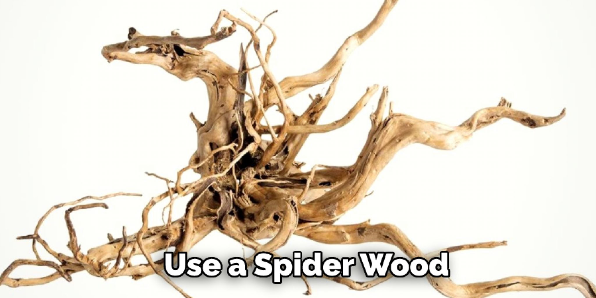 How to Prepare Spider Wood for Aquarium in 6 Easy Steps (2025)