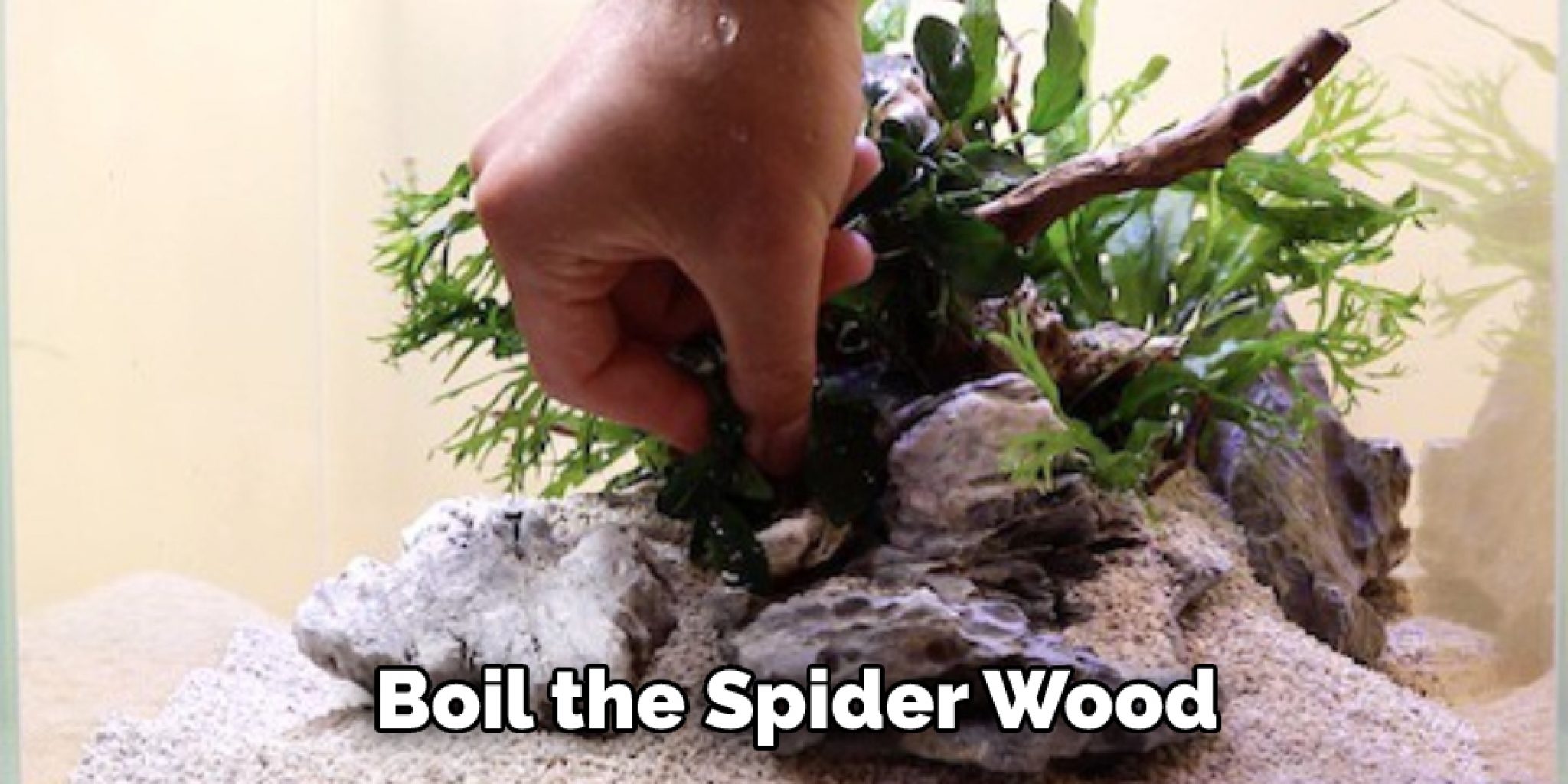 How to Prepare Spider Wood for Aquarium in 6 Easy Steps (2025)