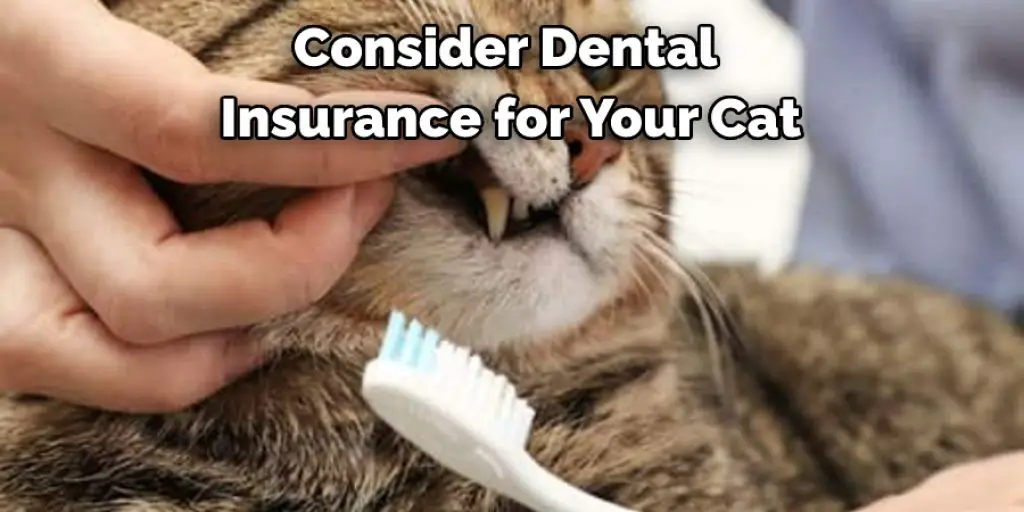 Consider Dental  Insurance for Your Cat