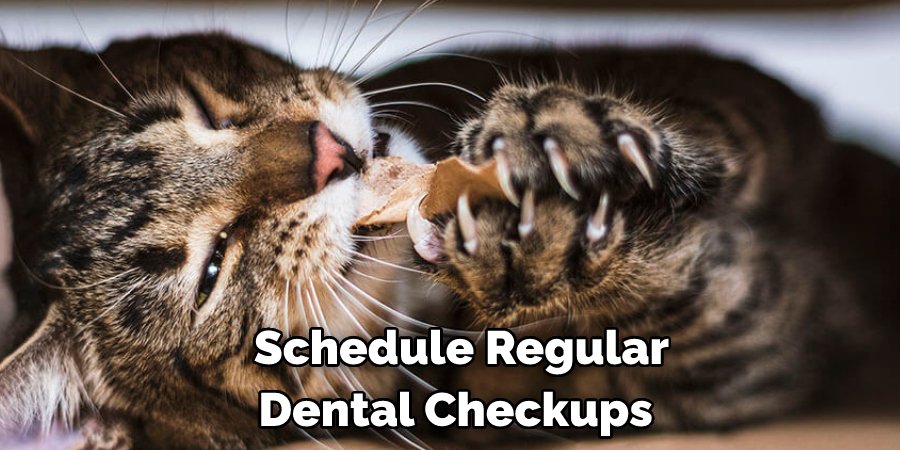 How to Keep Cats Teeth Clean Without Brushing | 14 Effective Ways