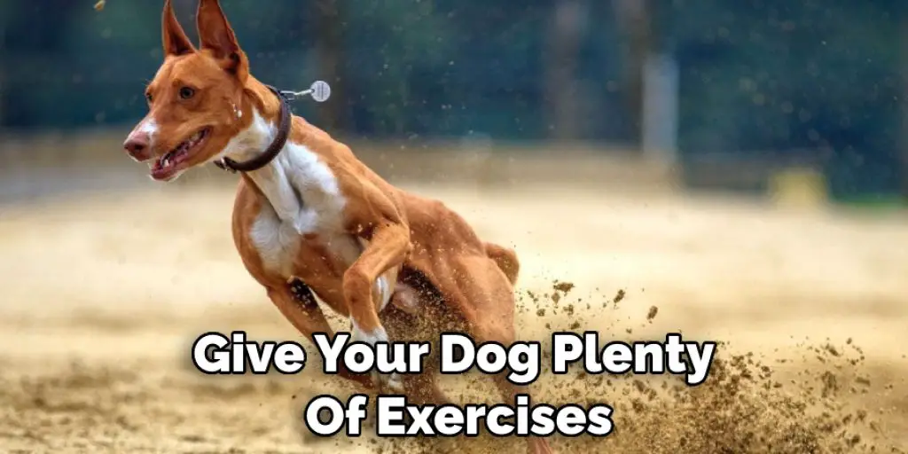 Give Your Dog Plenty  Of Exercises