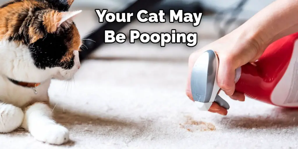 Your Cat May Be Pooping