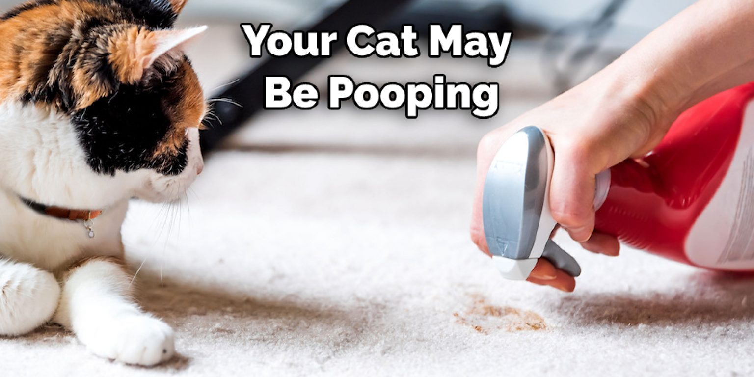 How to Stop Cat From Pooping in Bathtub 05 Effective Ways (2024)