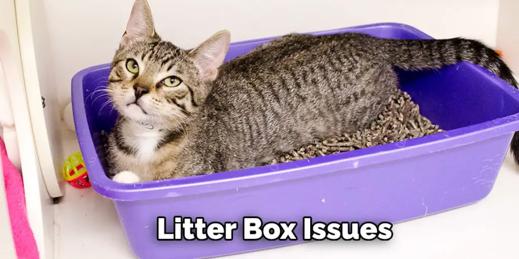 Litter Box Issues