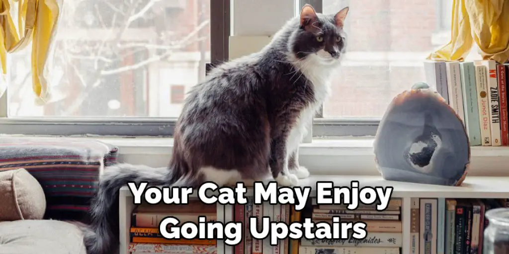 Your Cat May Enjoy  Going Upstairs