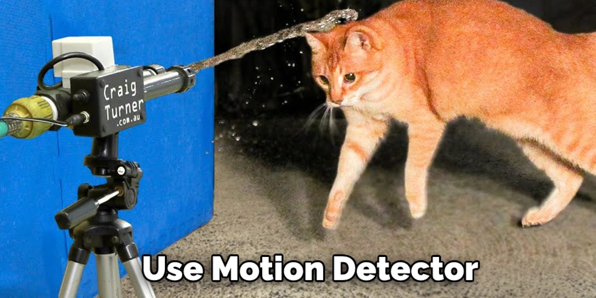 How to Keep Cats From Going Upstairs 04 Effective Ways (2024)