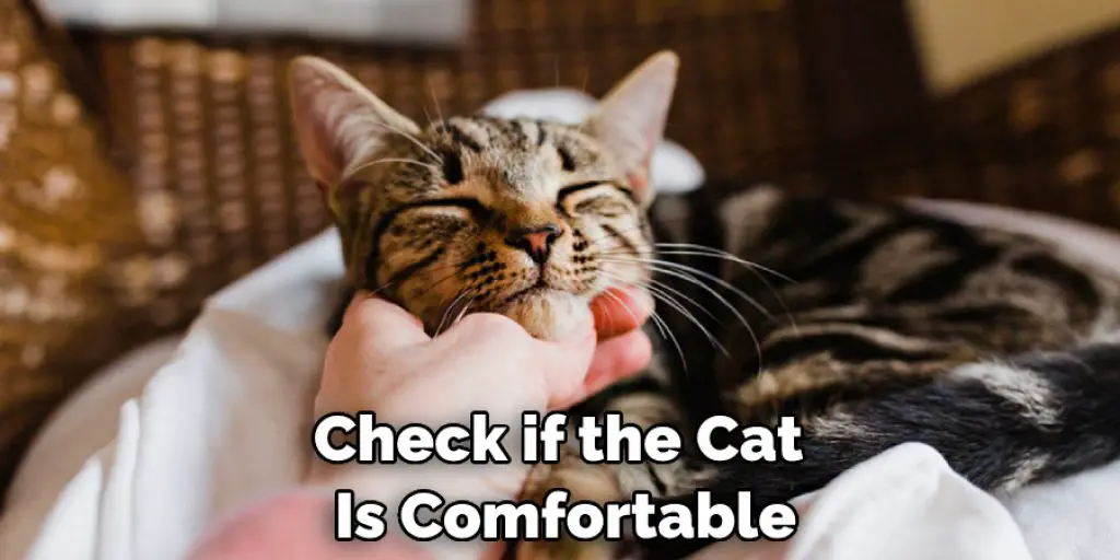 Check if the Cat  Is Comfortable