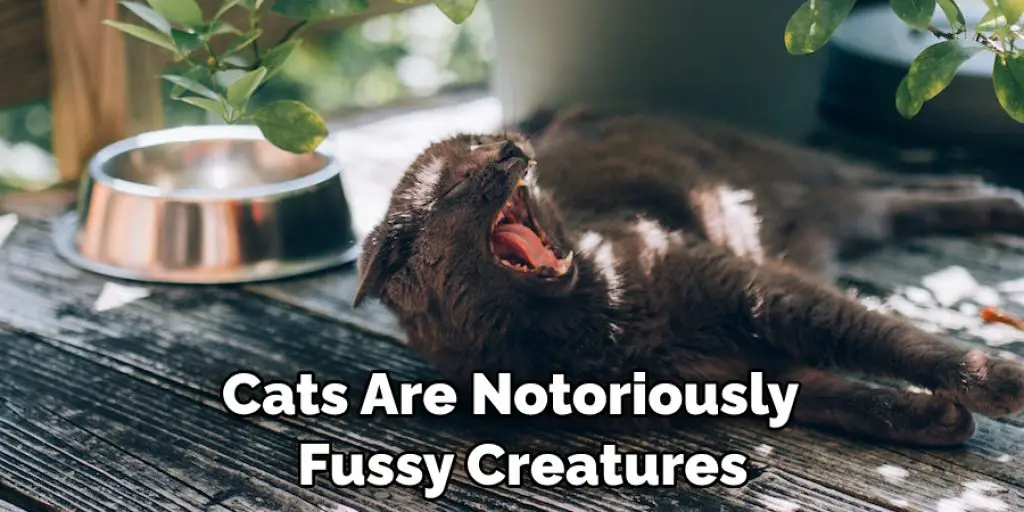 Cats Are Notoriously   Fussy Creatures