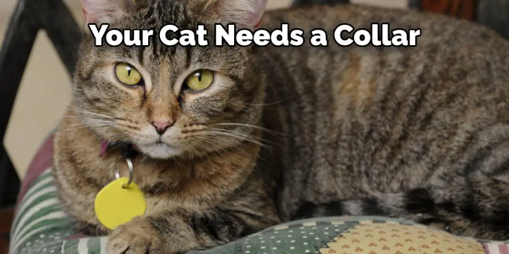 Your Cat Needs a Collar