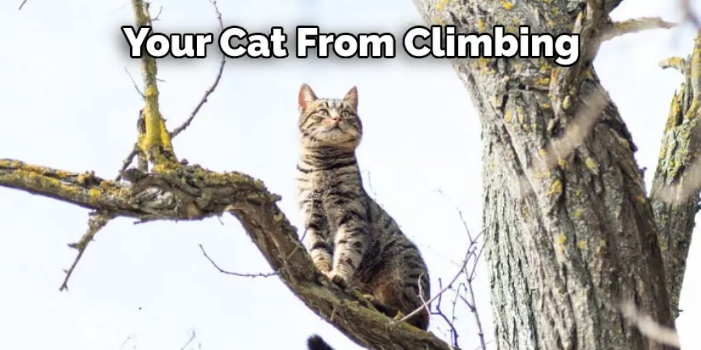 Your Cat From Climbing