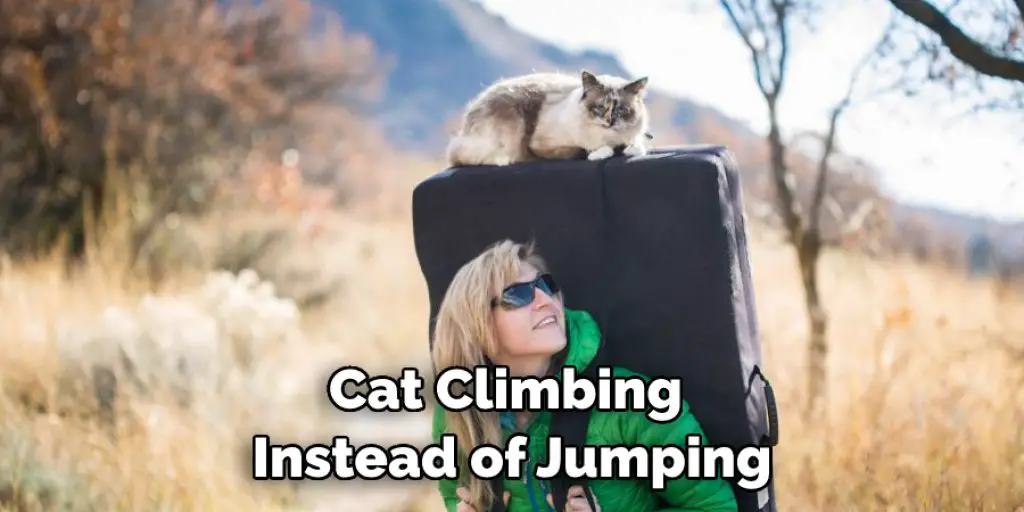 Cat Climbing  Instead of Jumping