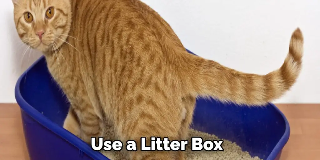 Use a Litter Box
