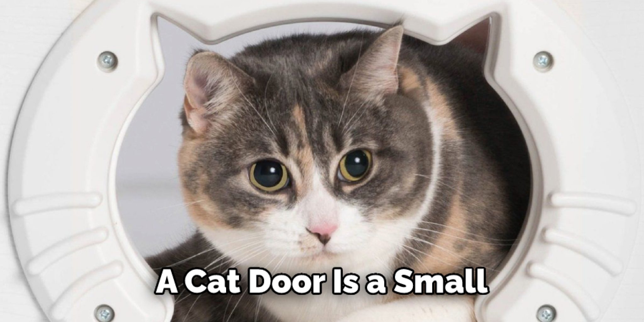 How to Train a Cat to Use a Cat Door 06 Effective Ways (2024)