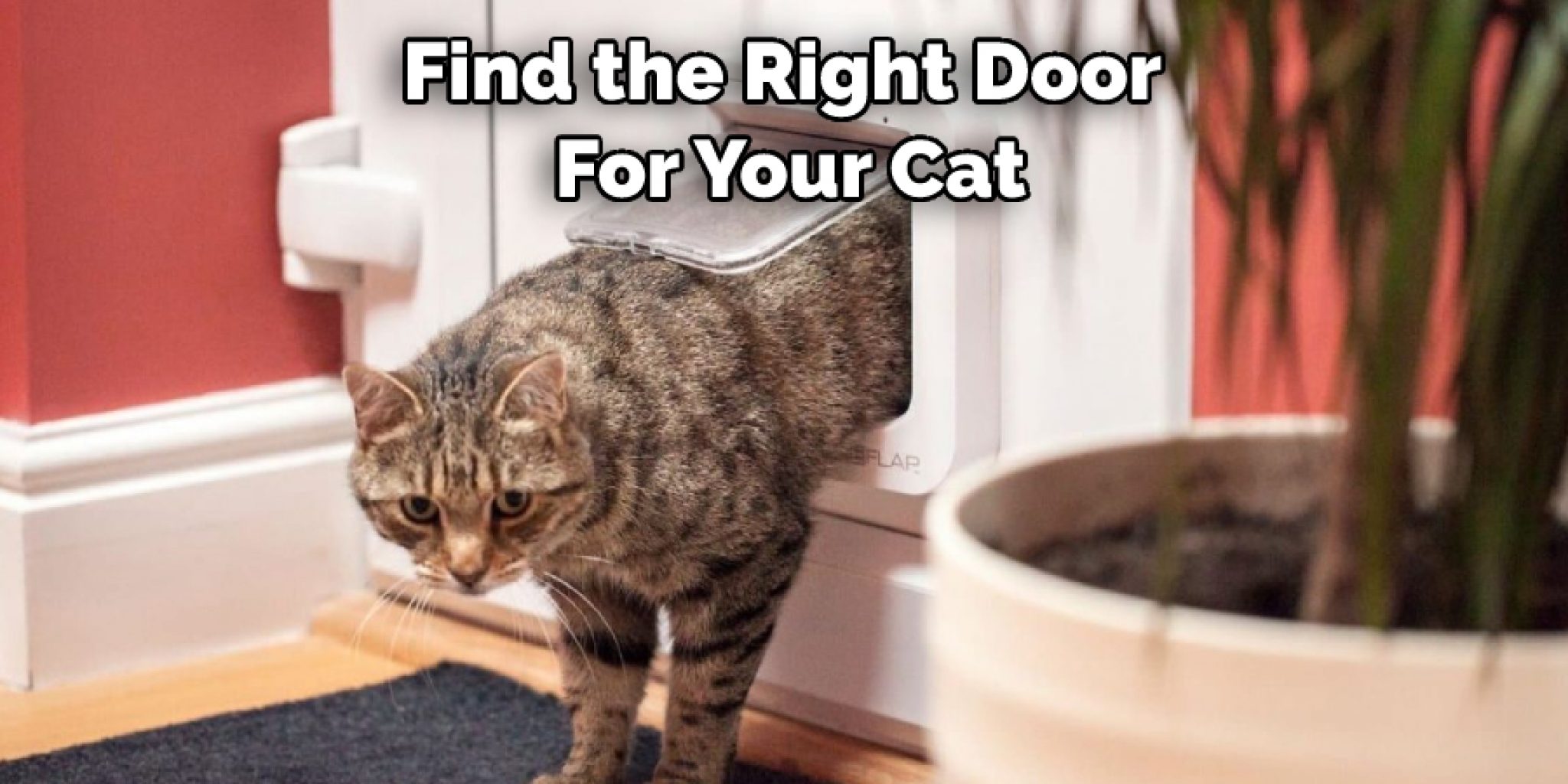 How to Train a Cat to Use a Cat Door 06 Effective Ways (2024)