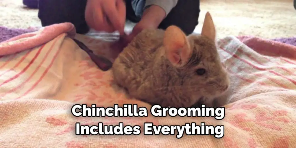 Chinchilla Grooming  Includes Everything